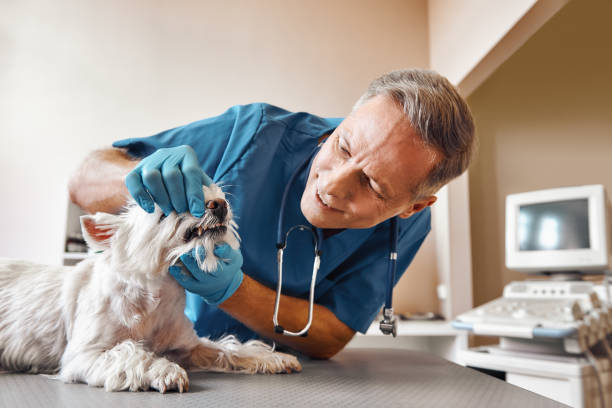 Best Emergency Dental Surgery in Mount Kisco, NY